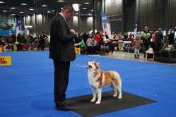 Shelby CACIB Brno 25.01.2026